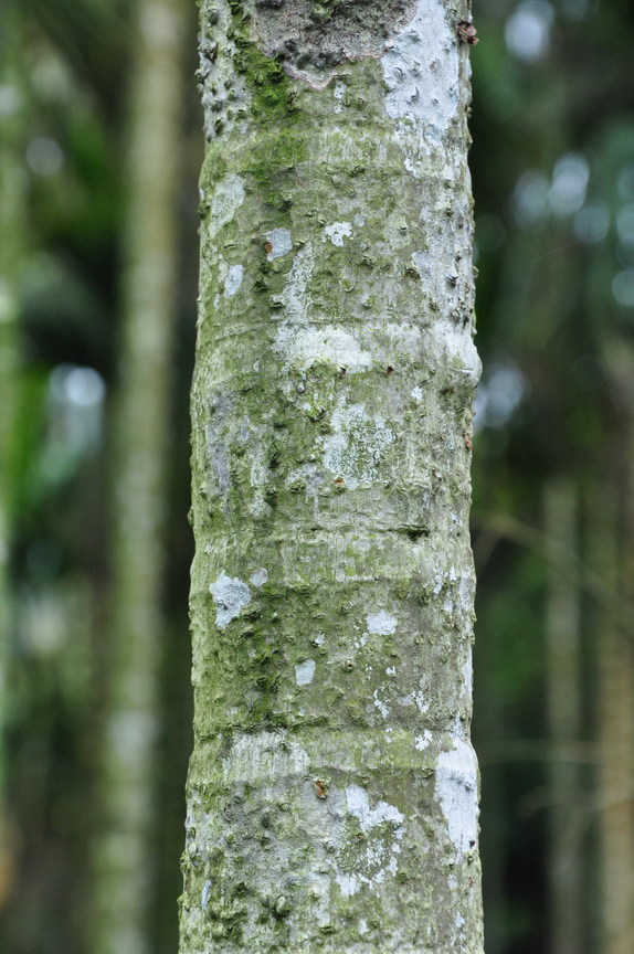 檳榔樹幹環紋