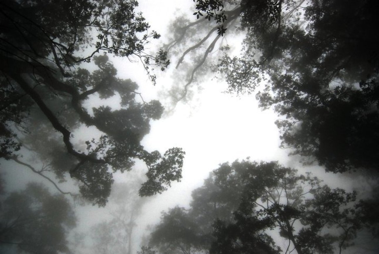 林中雲霧