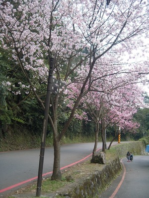 陽明山櫻花季