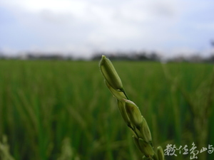 春雨的稻園