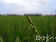 春雨的稻園