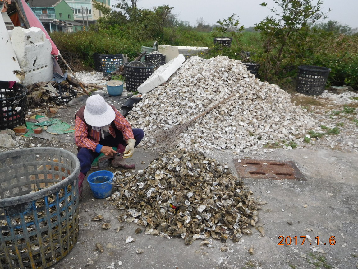 東石青蚵嫂常見的路旁風景 李昱賢拍攝