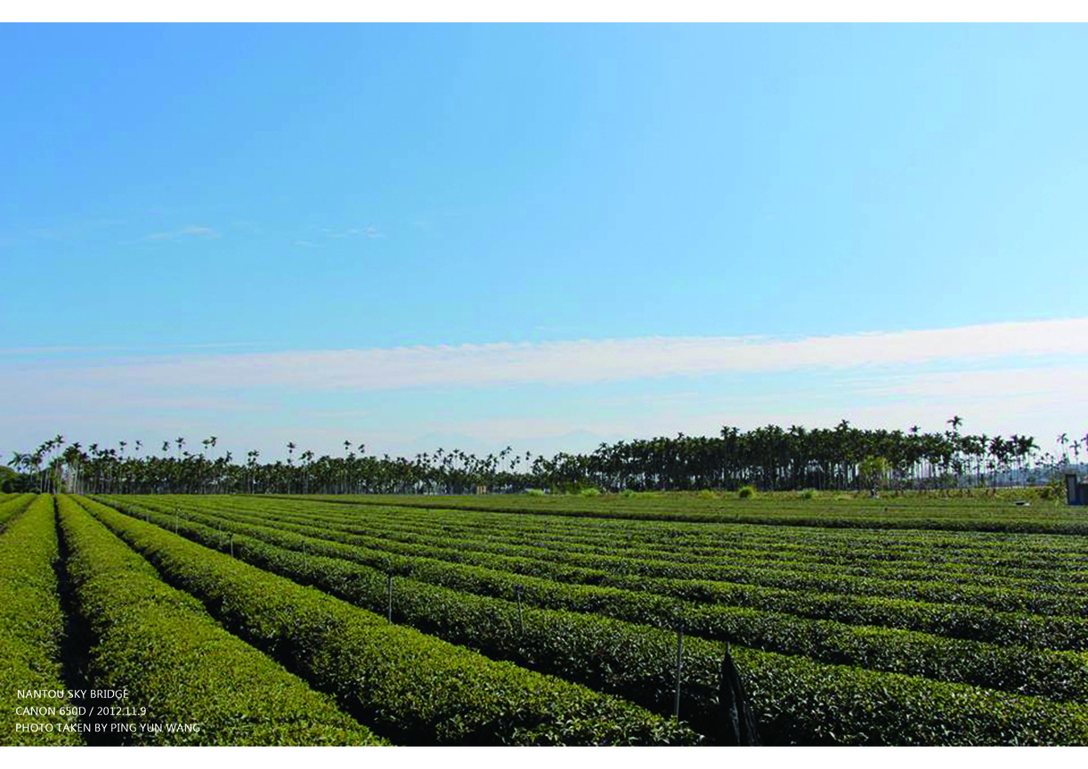 南投竹山茶園