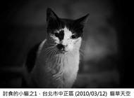 討食的小貓之1．臺北市中正區