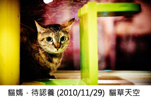 貓媽．待認養 (2010/11/29)  貓草天空
