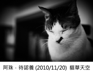 阿珠．待認養 (2010/11/20)  貓草天空