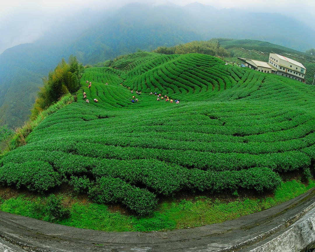 八卦裡的八卦.南投縣八卦茶園(2008)陳威宏攝