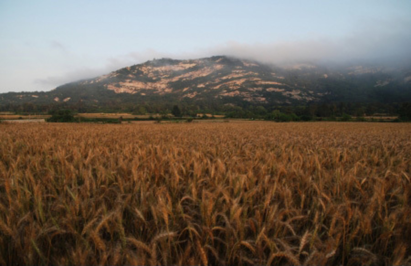 金門風情畫：仙山小麥田（太武山）．金門縣 romantic858攝