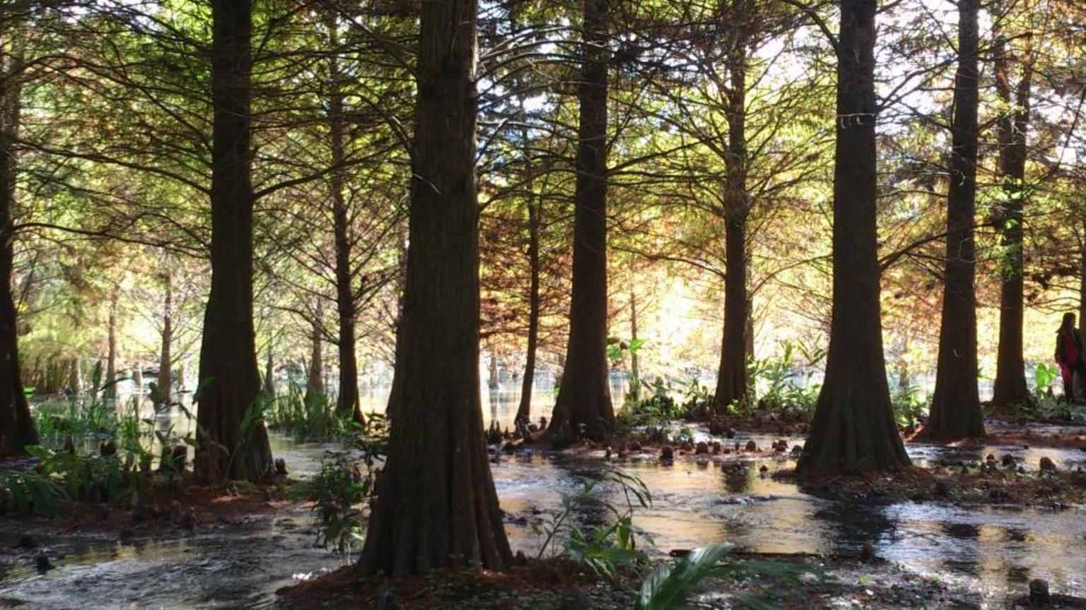 網路人氣獎─寂涼的森林