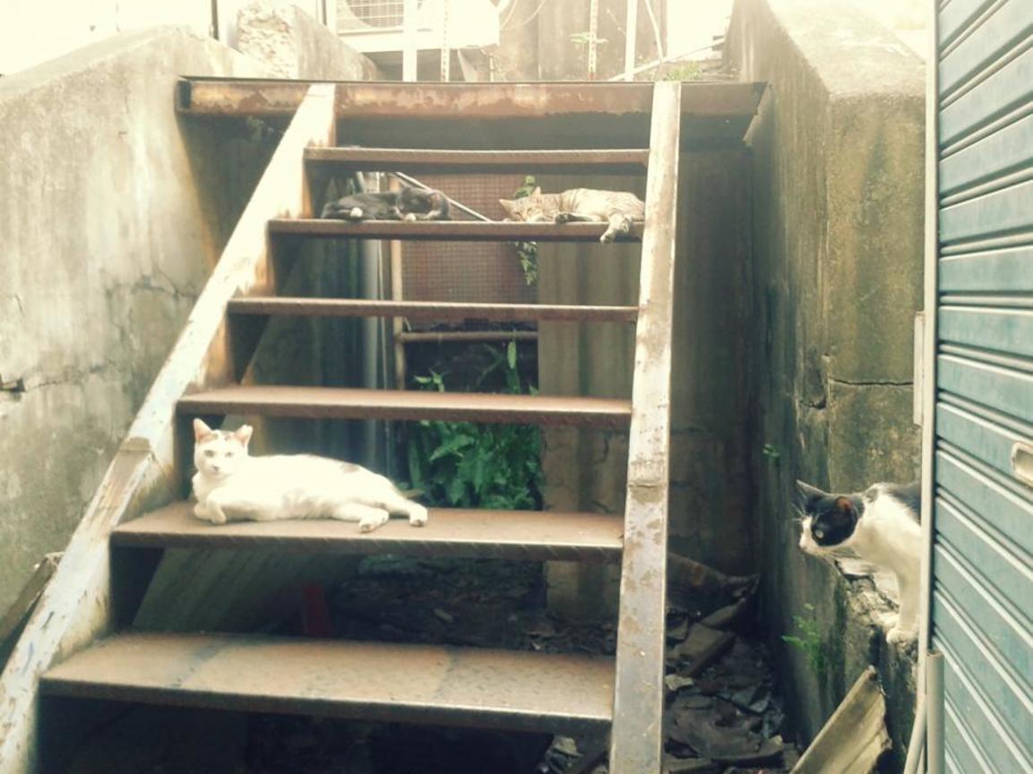 網路人氣獎─悠閒午後