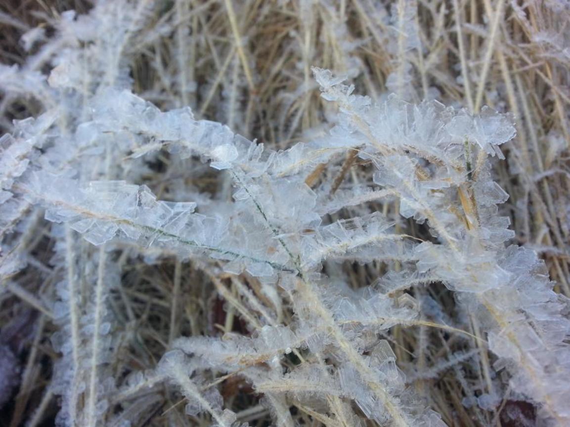 網路人氣獎─零度C的塔塔加