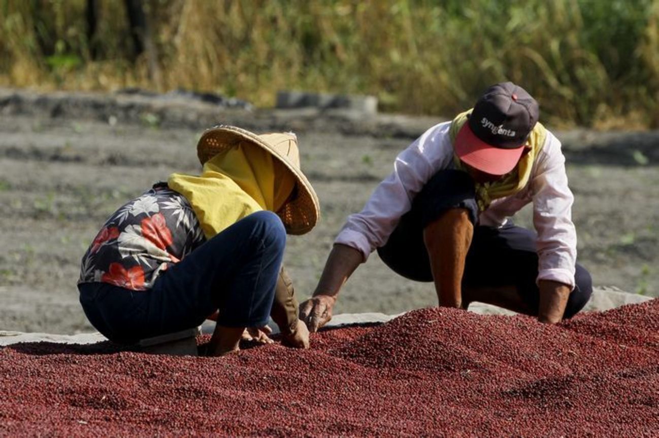 屏東縣萬丹鄉－紅豆採收