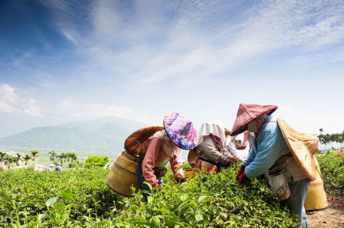 花蓮縣瑞穗鄉－茶鄉、茶香