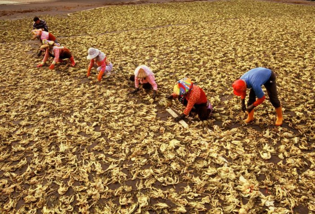 酸菜故鄉2008.10.13