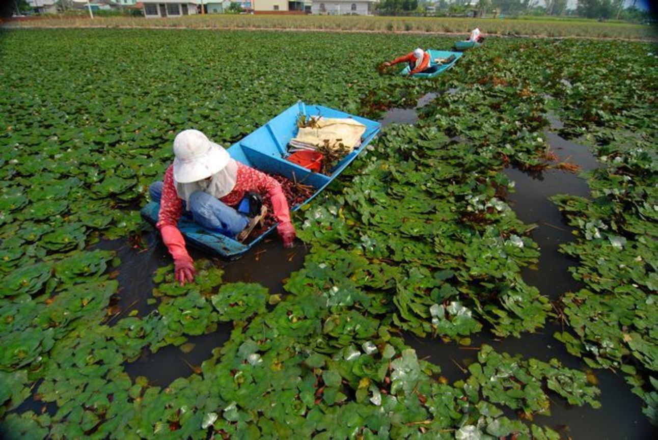 臺南市官田區－菱角