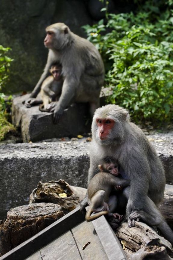 臺南市南化區－臺灣彌猴保護區
