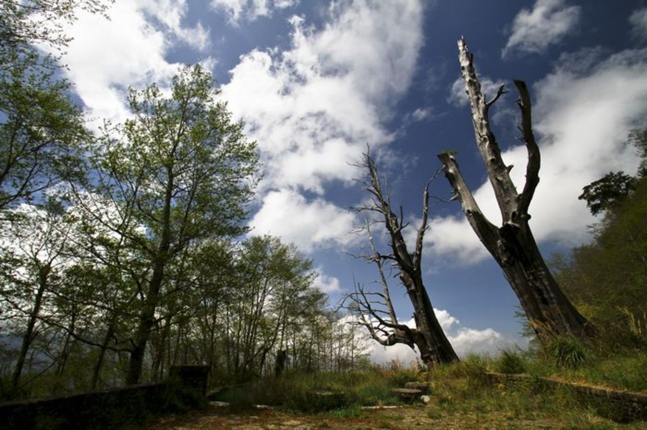 南投縣信義鄉－夫妻樹