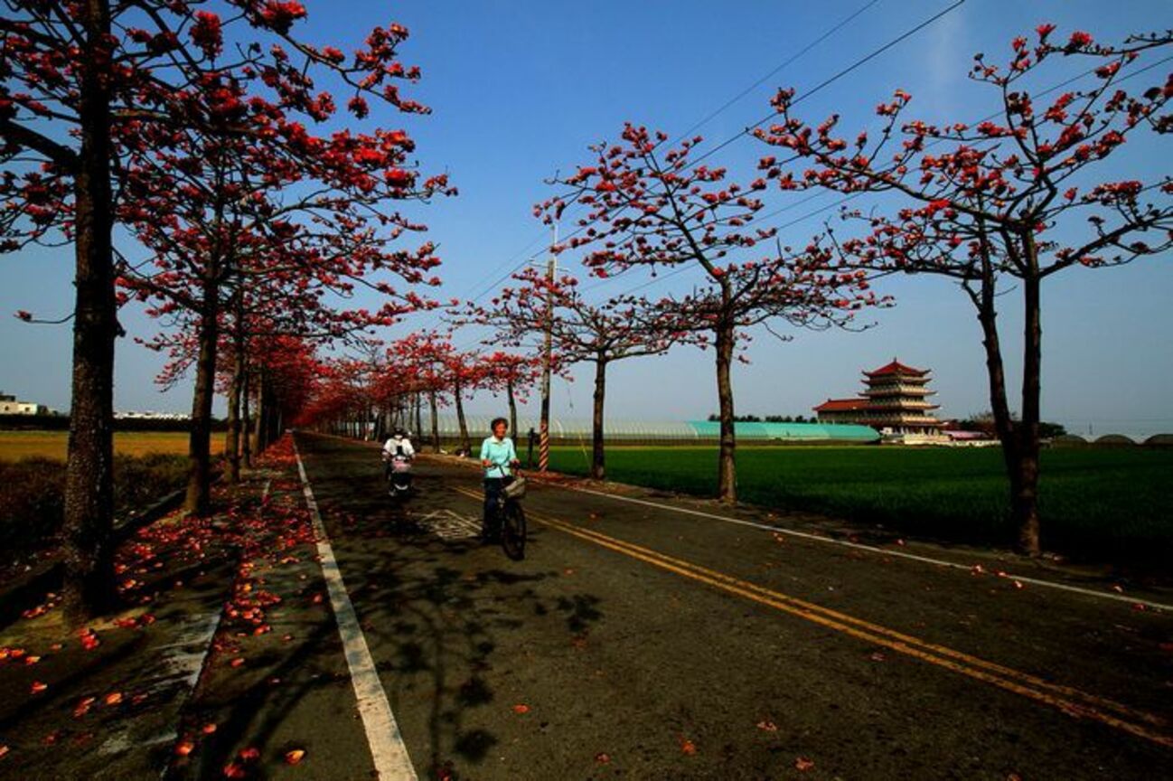 苓子寮木棉道(一)