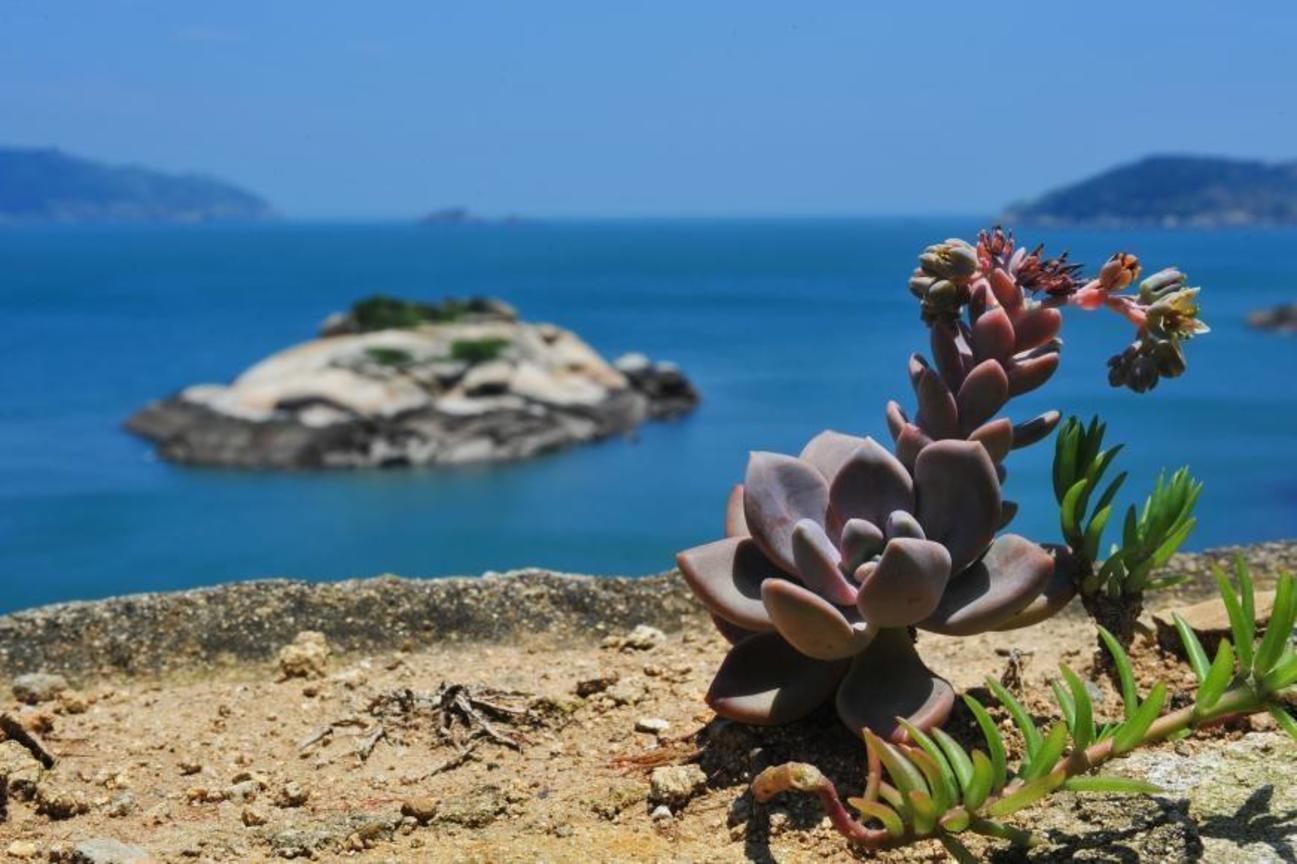 海上花</p>stanny.lee／攝