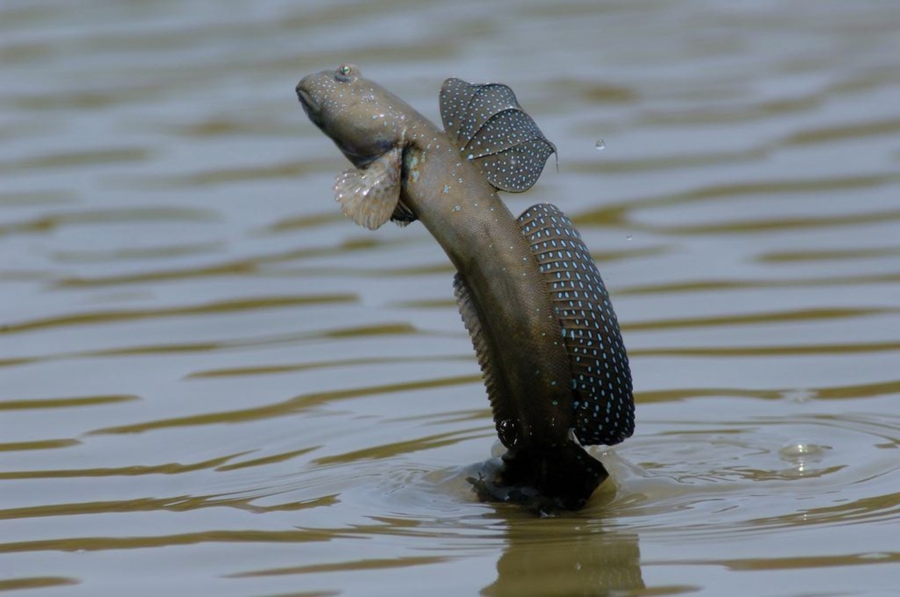 地景與生態組優選─ 曾翎喬  跳躍舞
