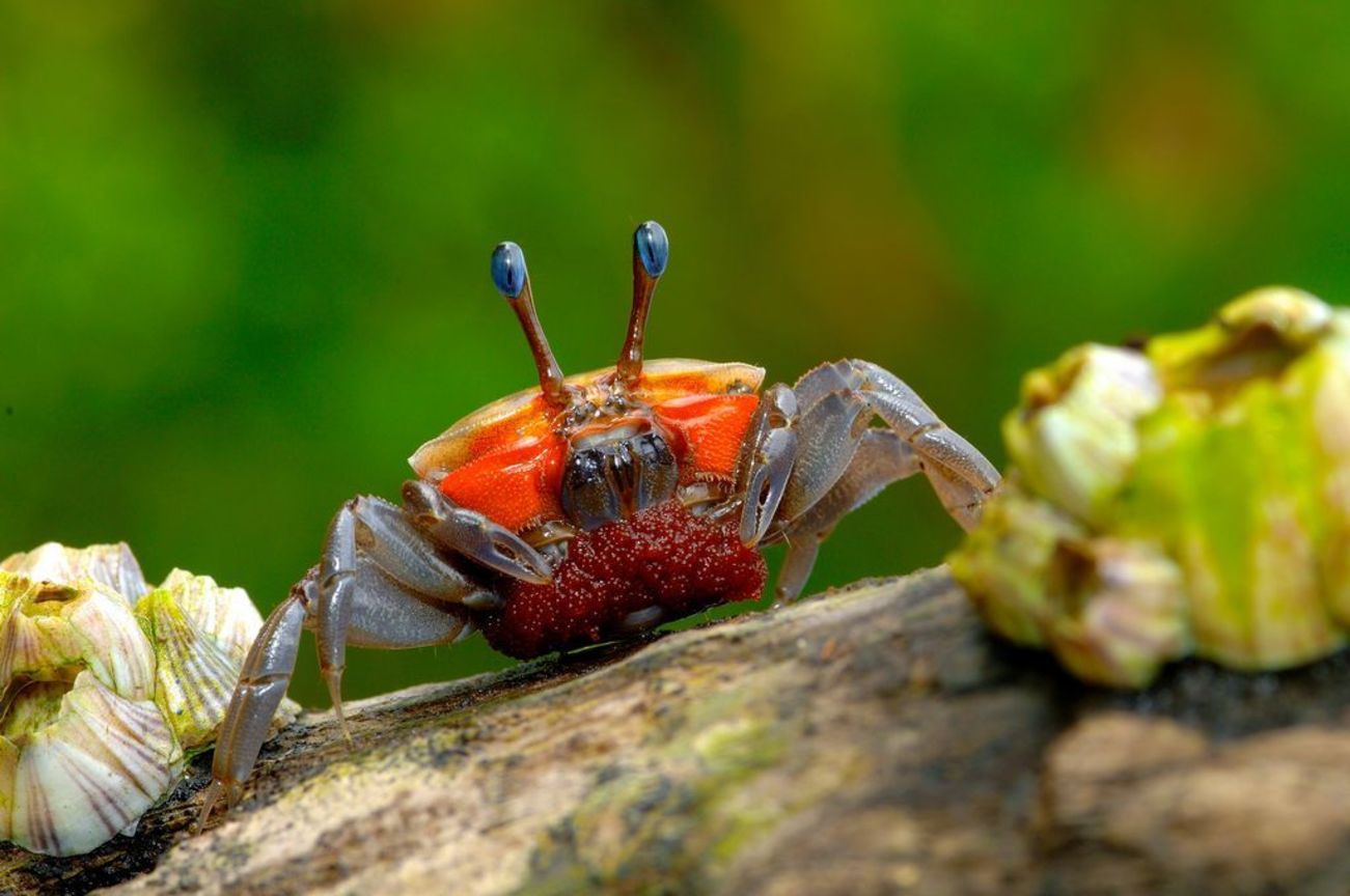 地景與生態組佳作─ 鄭信藏  窄招潮蟹
