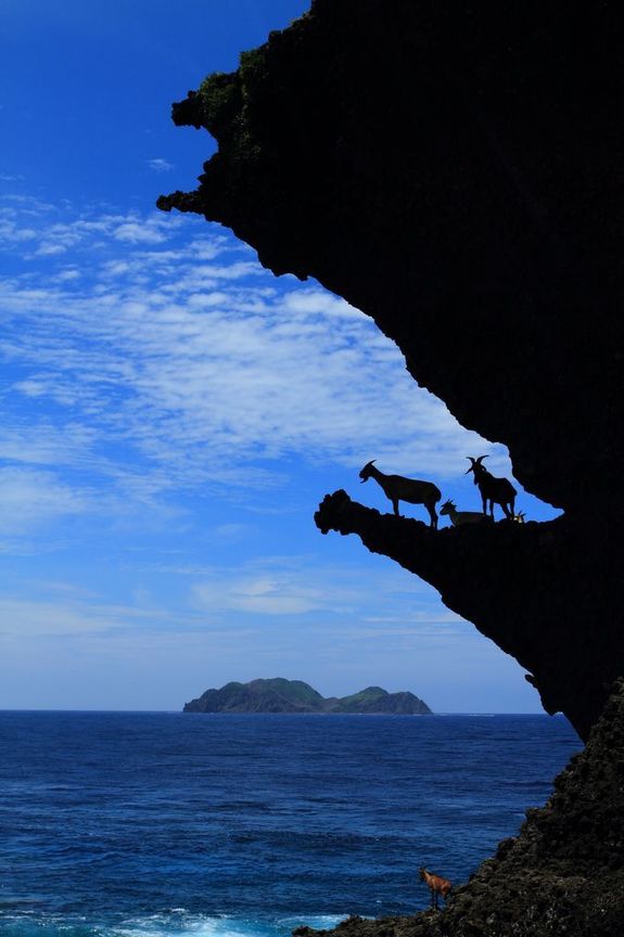 地景與生態組優選─ 朱海文  剪影羊