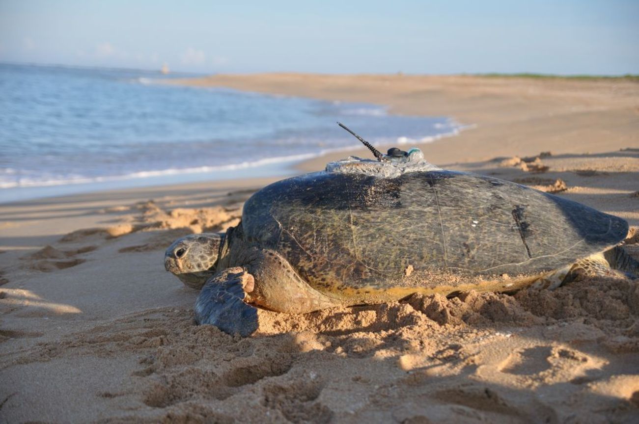 地景與生態組佳作─ 張朝勝  沐海