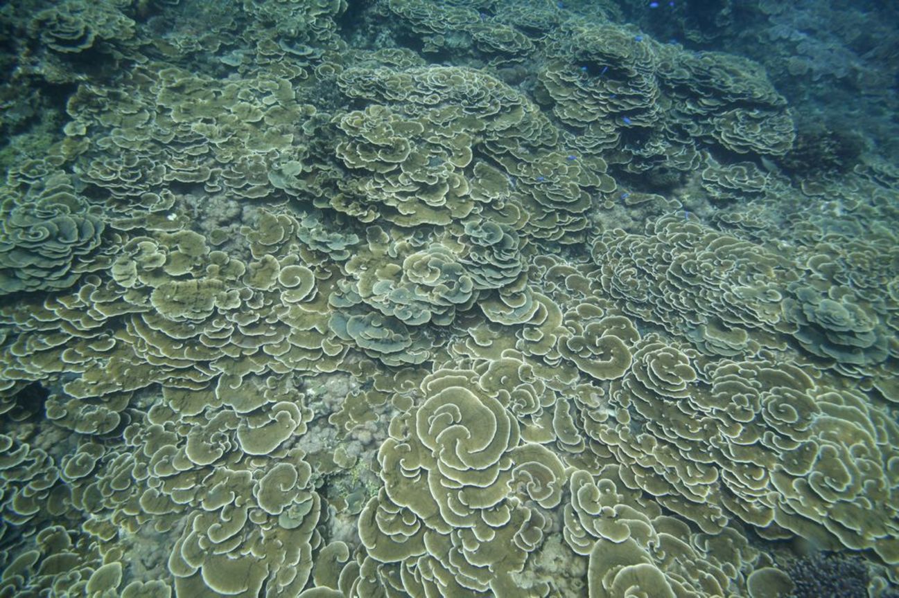 地景與生態組佳作─ 楊志仁  海底下的荷葉羅裙