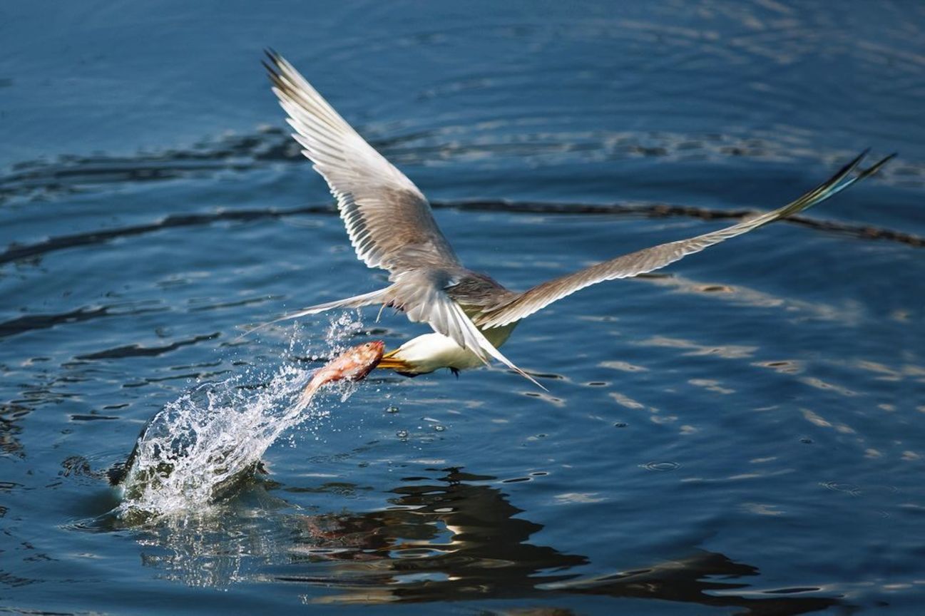 地景與生態組佳作─ 林合展  本能