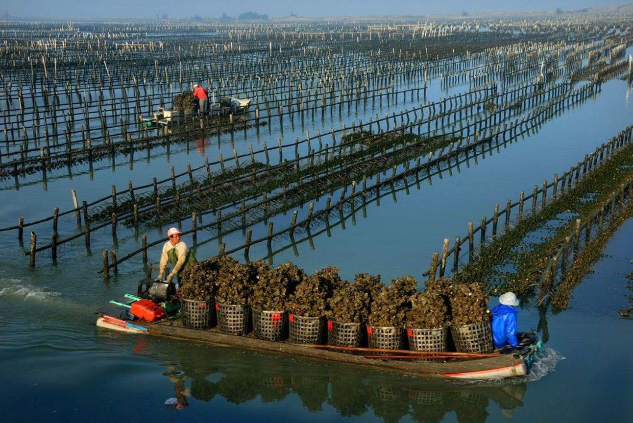 產業與人文組優選─ 賴昭旭    採蚵