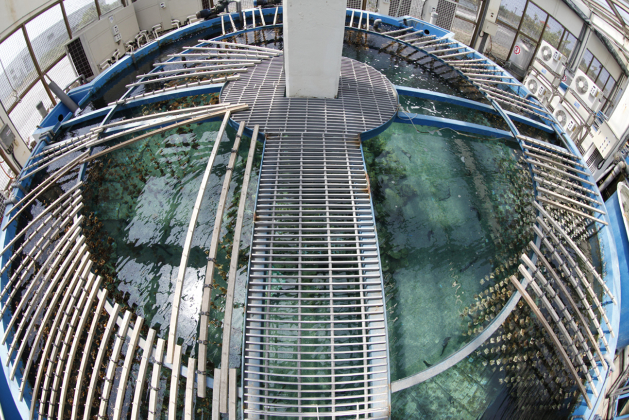 產業與人文組佳作─ 楊志仁 海洋產業-珊瑚培育