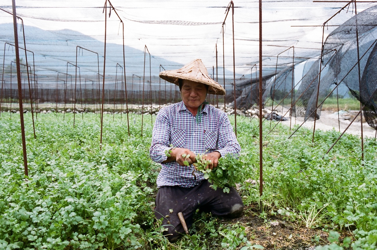 花蓮的香菜伯伯