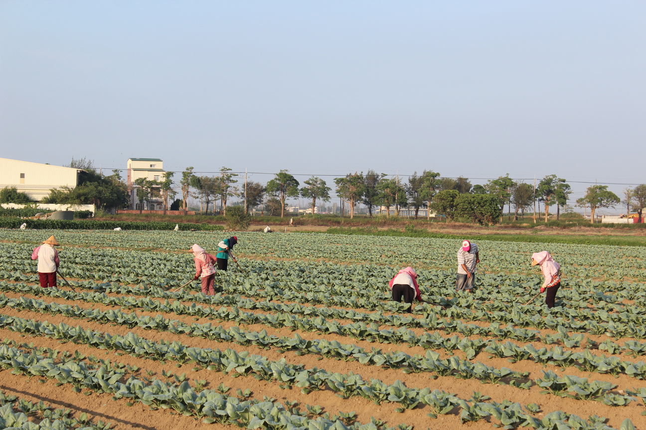 努力不懈的農夫