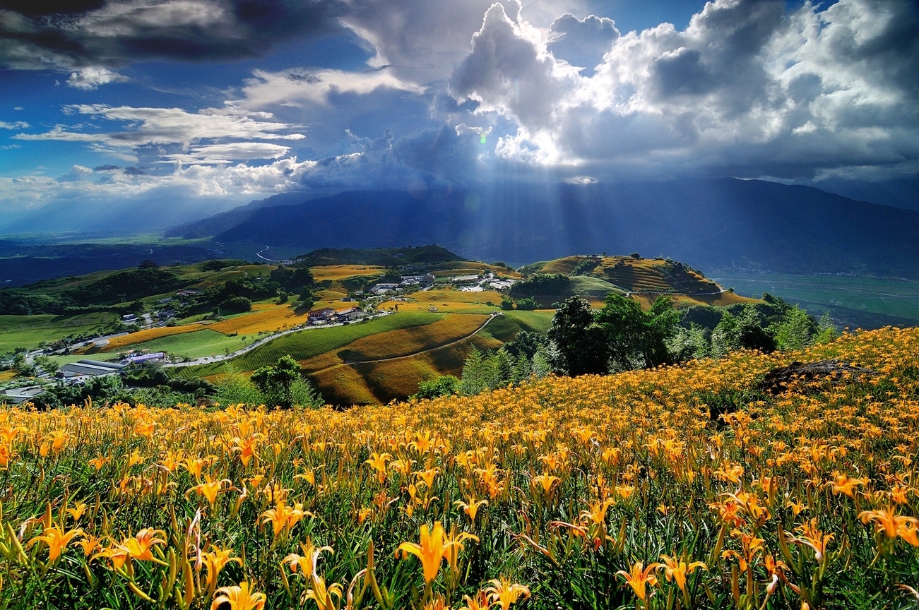 花蓮縣富里鄉－六十石山金針花海
