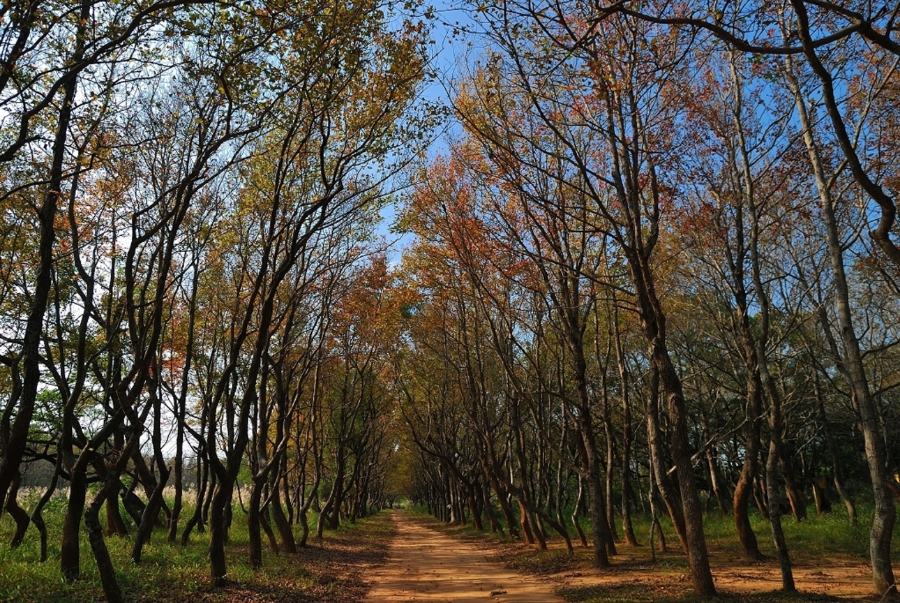 苗栗縣頭份鎮－頭份後花園楓香林