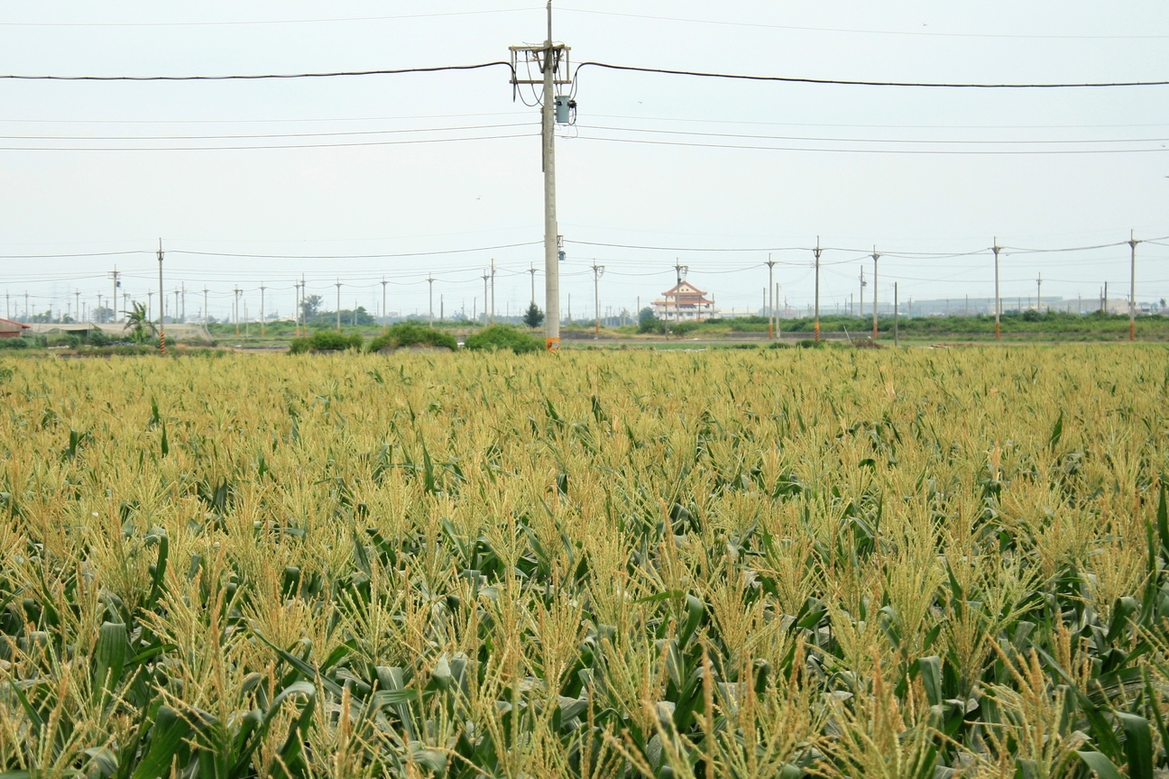 雲林縣東勢鄉－玉米花海