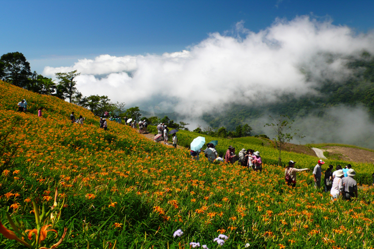 臺東縣太麻里鄉－金針花開的季節