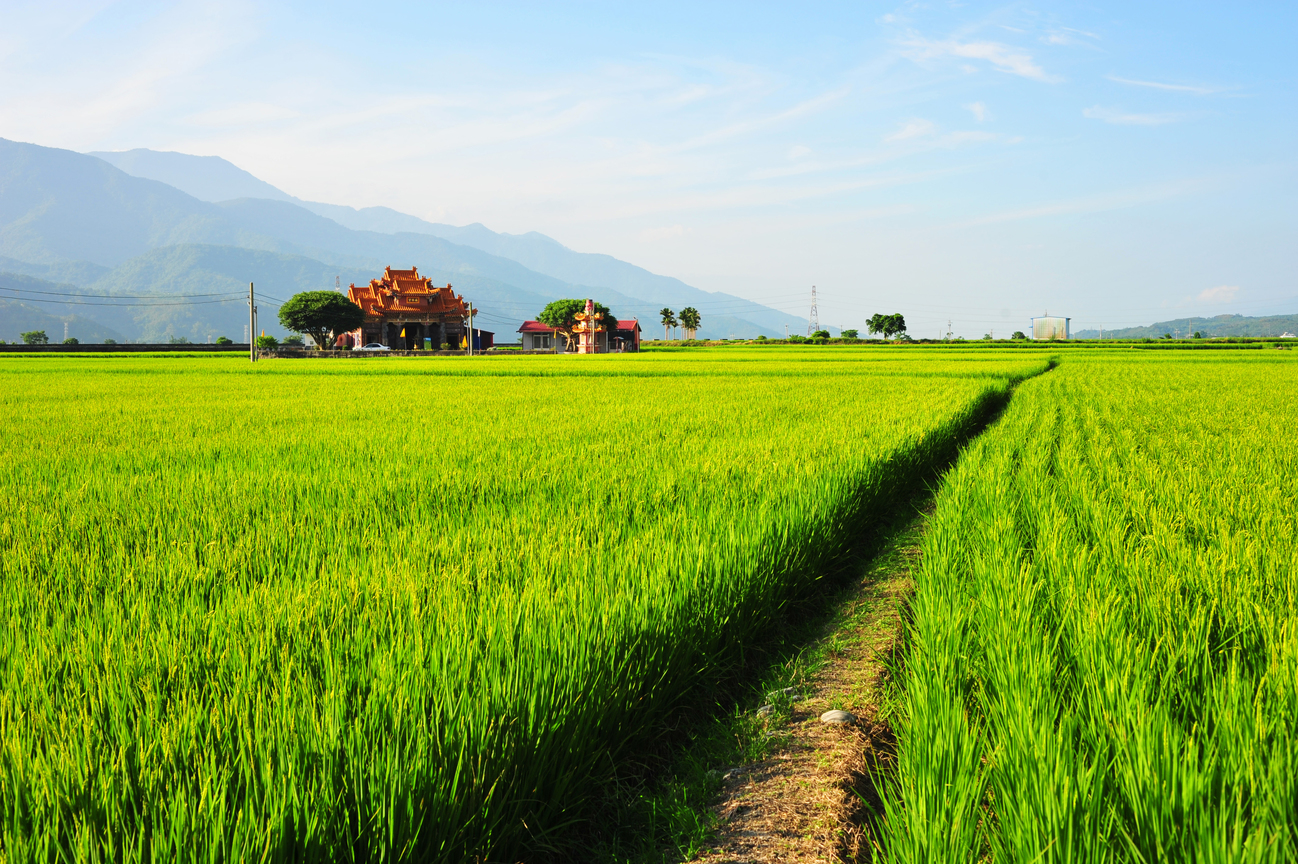 臺東縣池上鄉－稻鄉