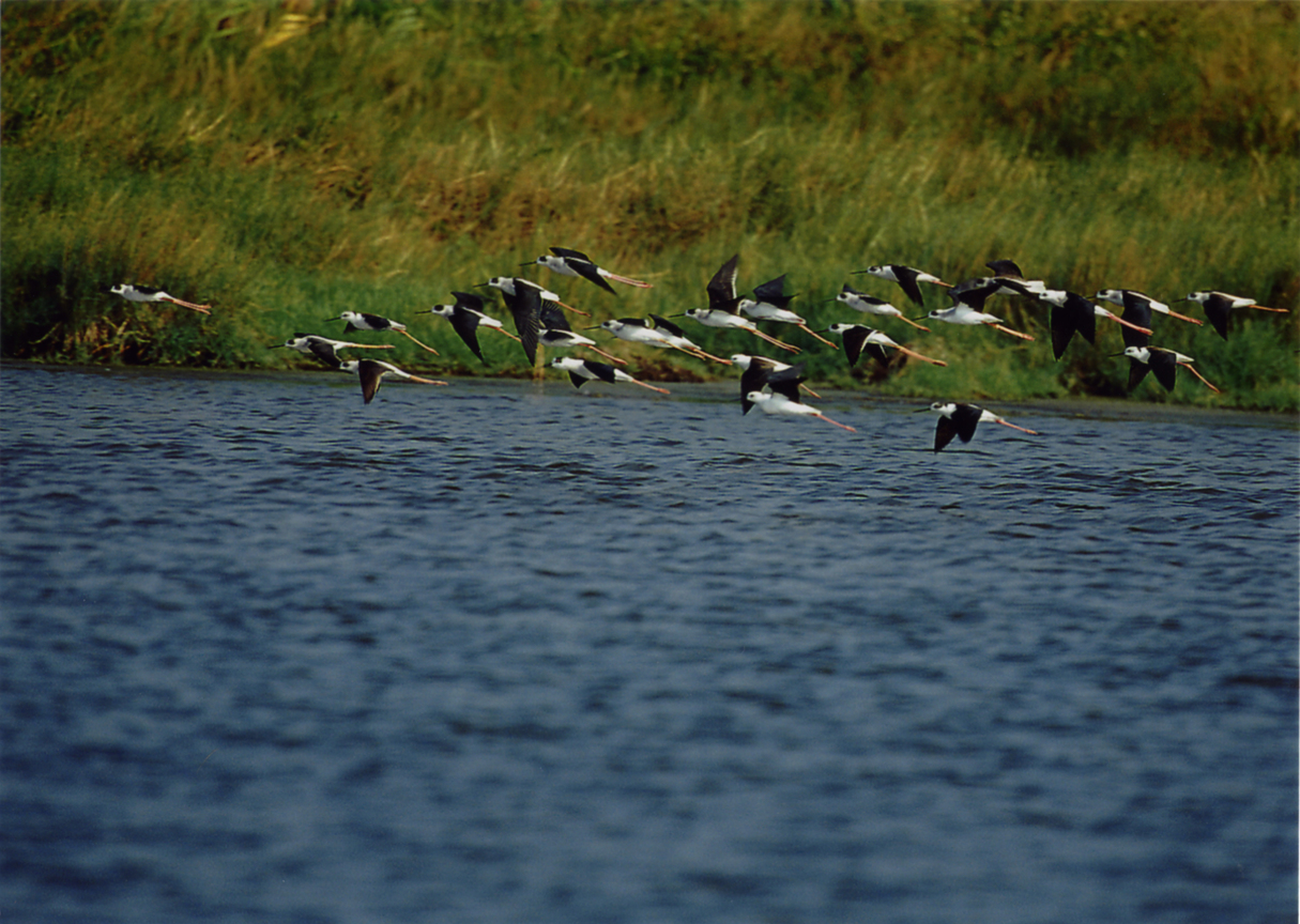 【入選】領先-曾文奕