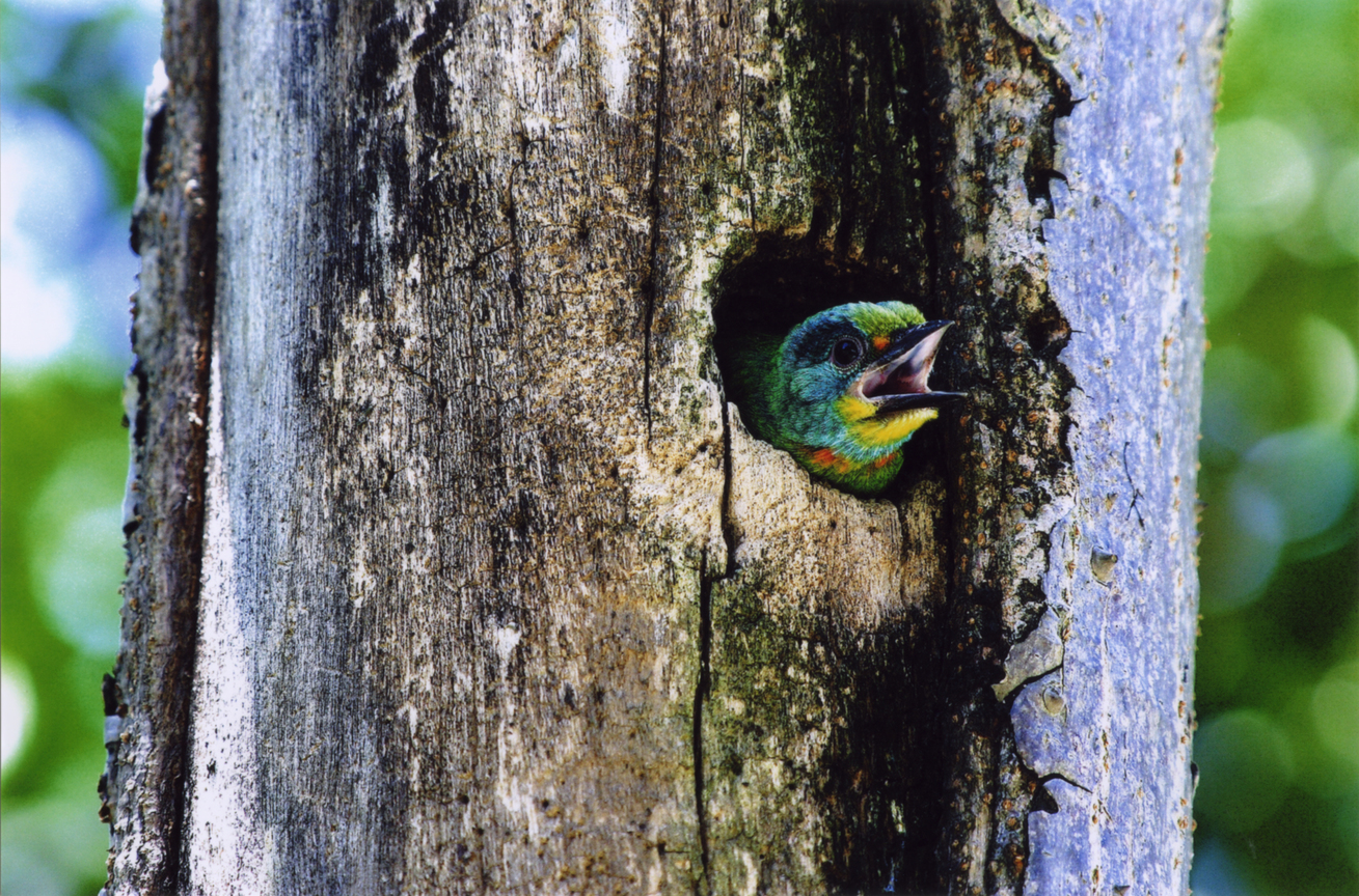 【入選】嗷嗷待哺-利勝章