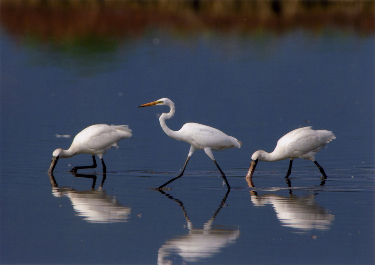 【入選】黑琵 Happy-黃聖元