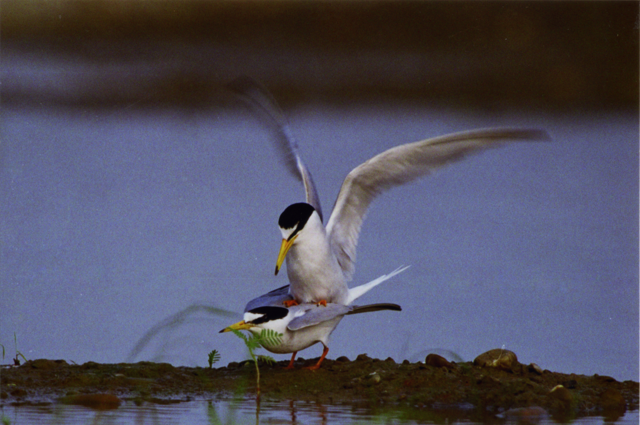 【入選】小燕鷗-范兆雄