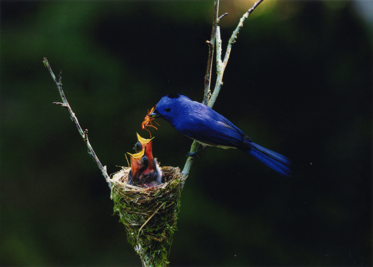 【佳作】餵食-李振源