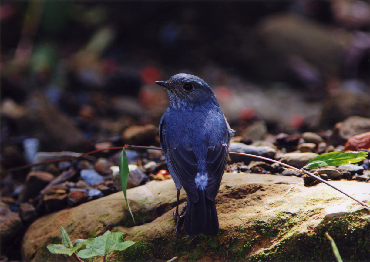 【入選】回眸一「顧」百媚生的水鶇小姐-陳力湖