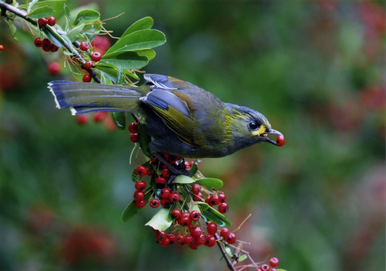 【第一名】黃胸藪眉(可口)-張國樑
