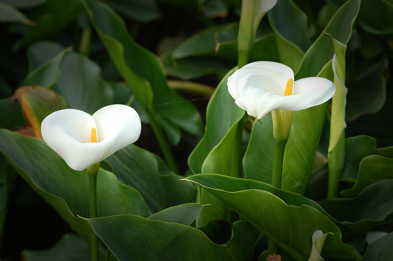 心心相印<BR>圖．文/高建華