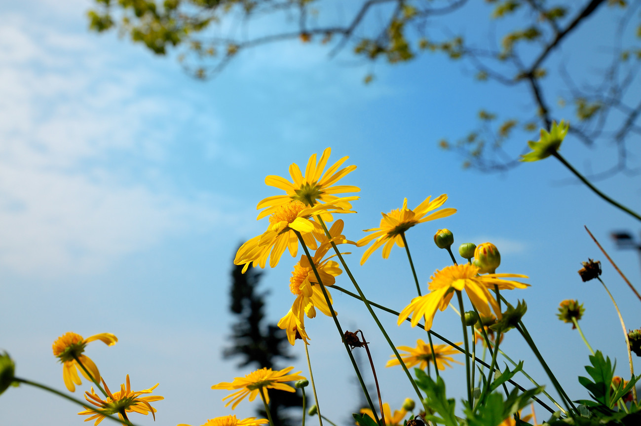 活力<BR>圖．文/高建華
