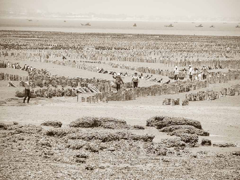 古寧頭海邊的石蚵田