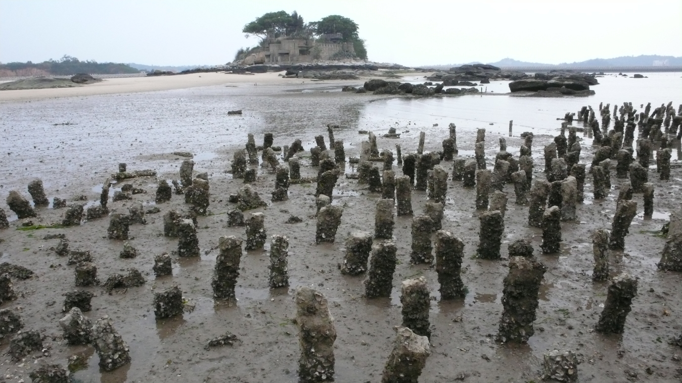 滿手的蚵仔是我贈予妳的情人節禮物