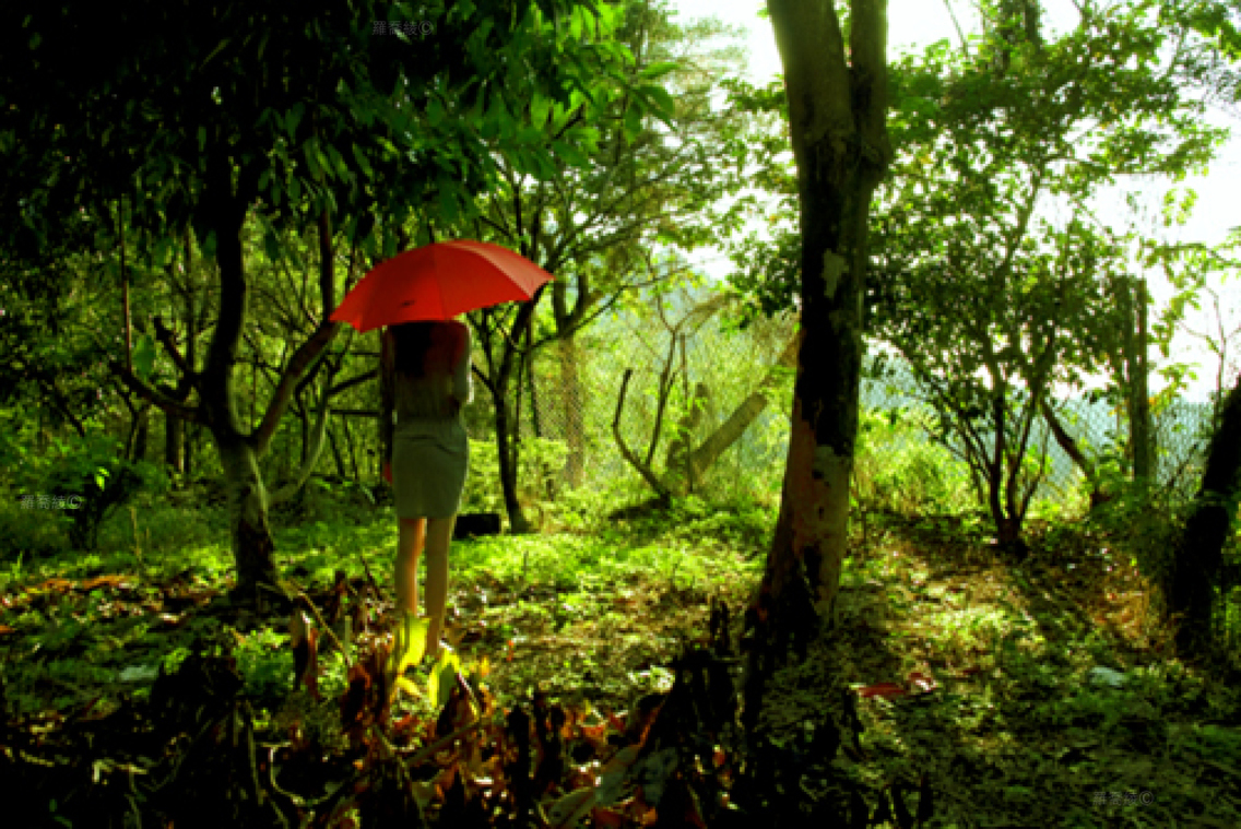 LOST THINGS-森林裡